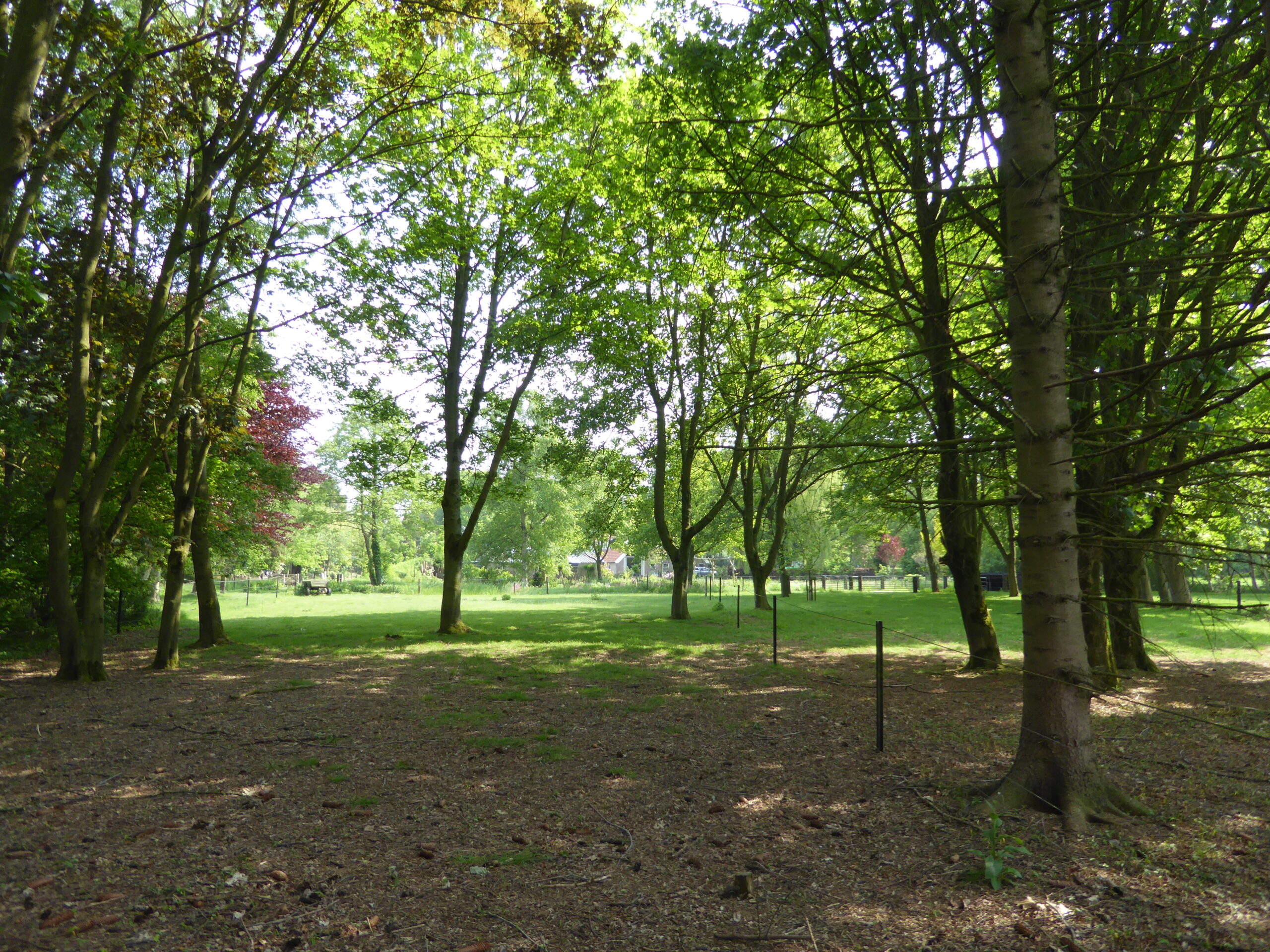 B&amp;B Lyts Paradys sheep pasture with trees