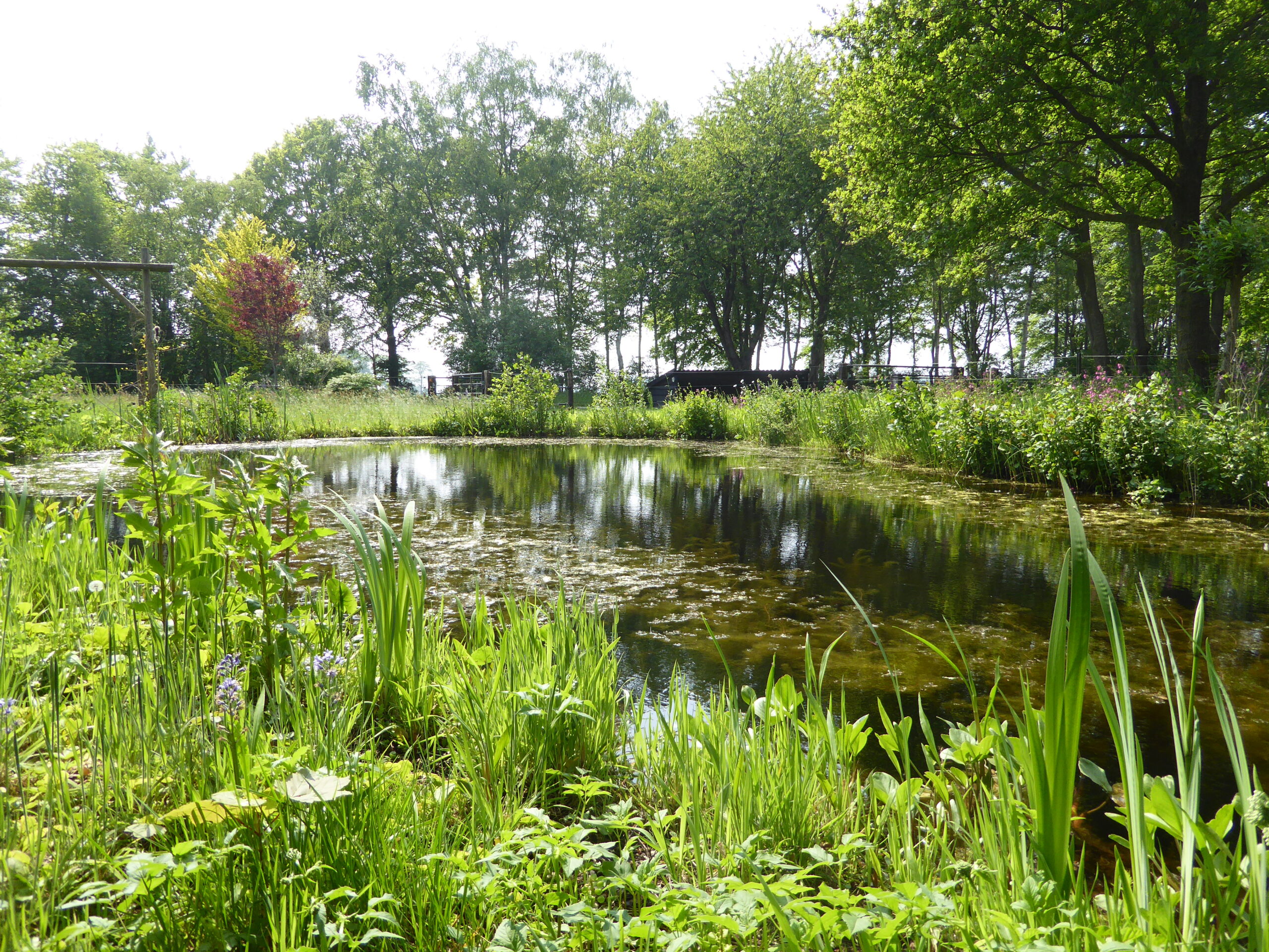 Photo Swimming Pond