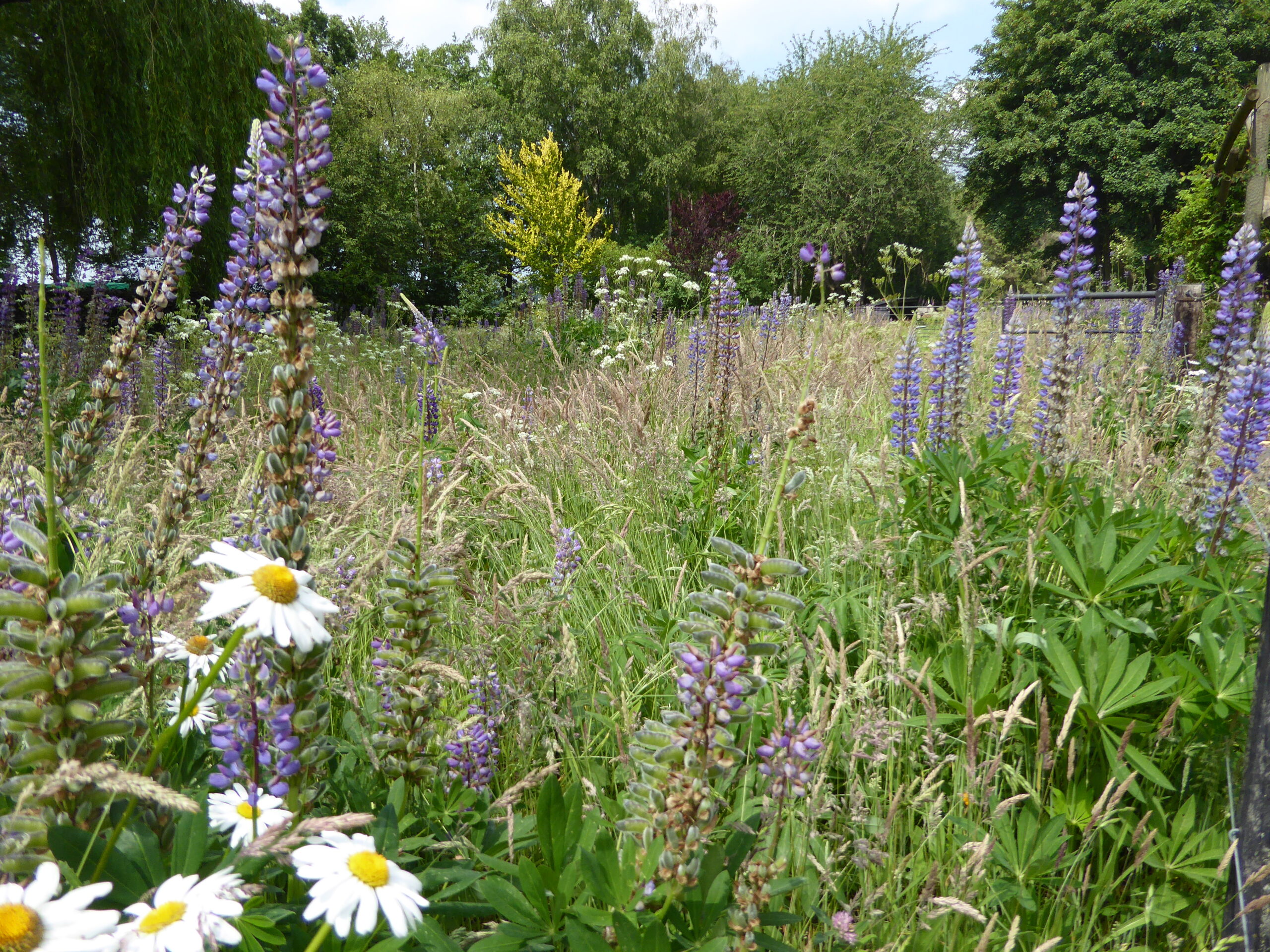 B&amp;B Lyts Paradys flower meadow