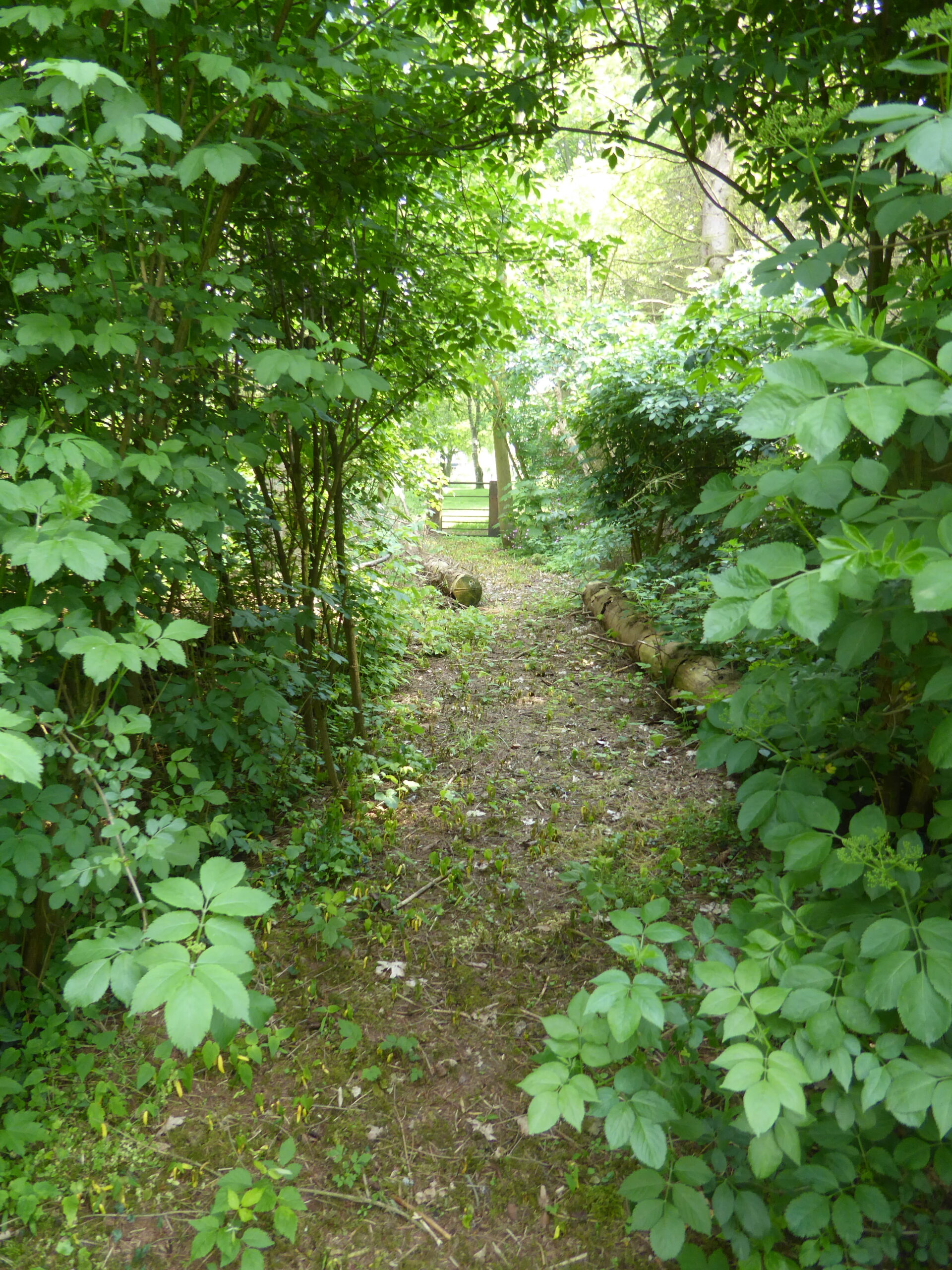 Photo path through forest