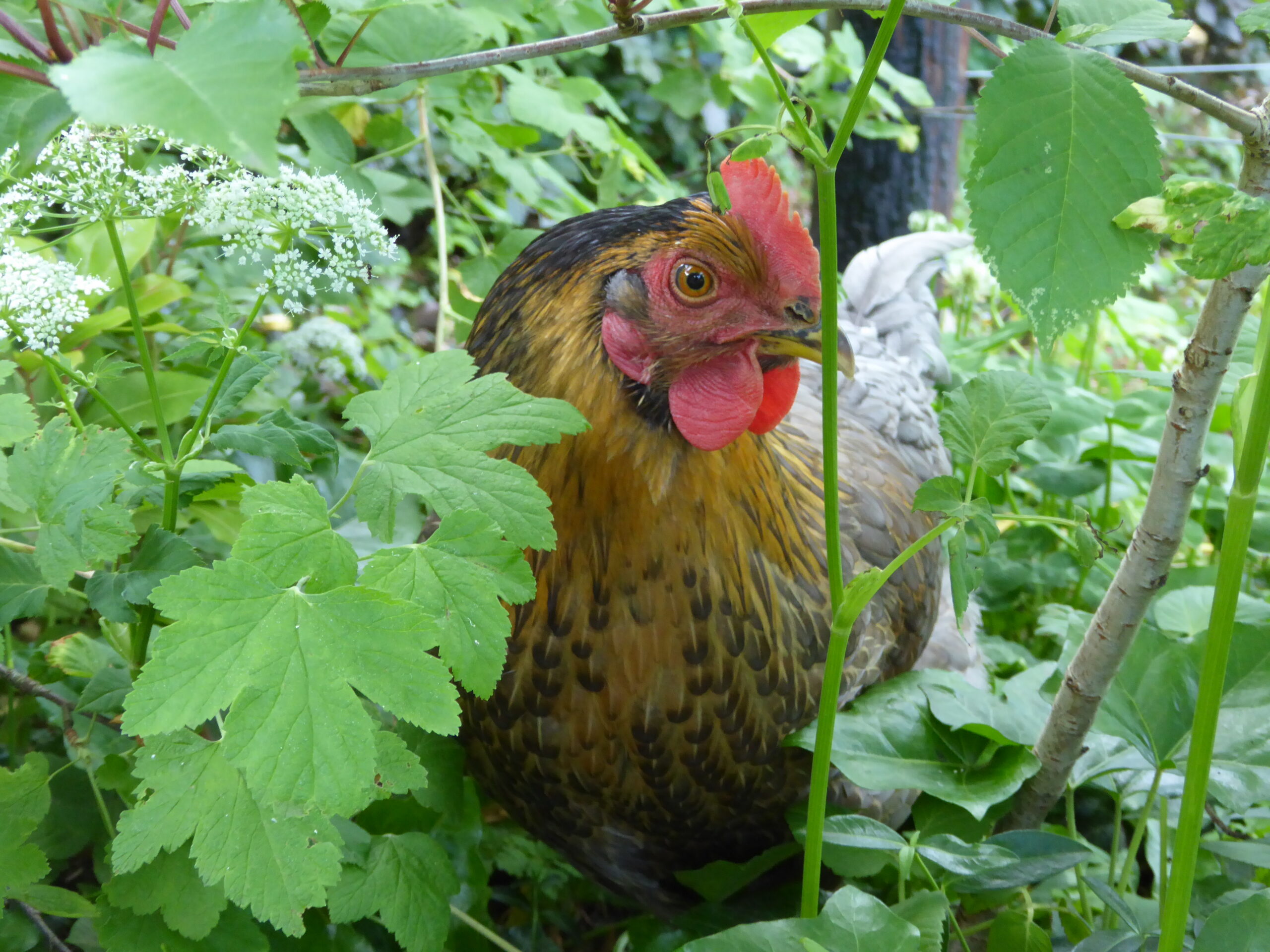 Photo close up chicken