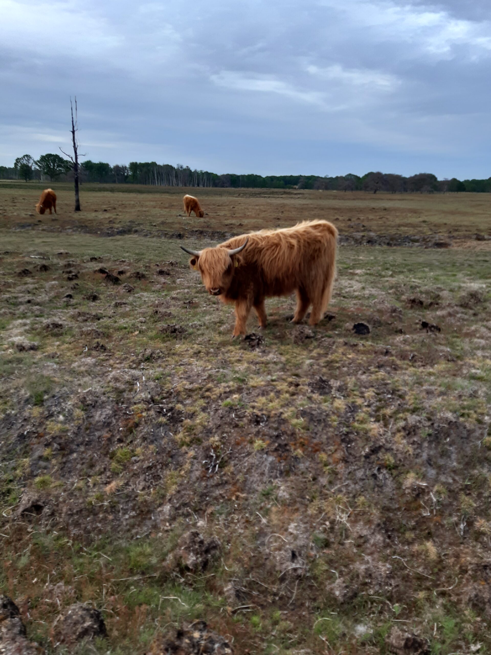 foto schotse hooglander