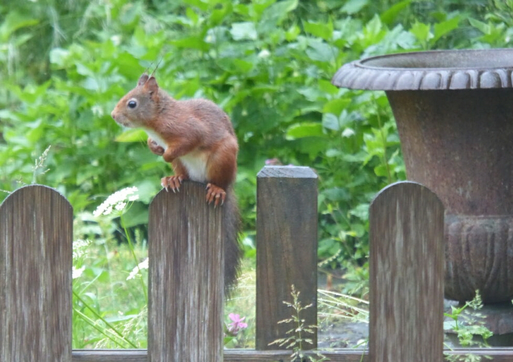 B&amp;B Lyts Paradys Squirrel in the garden