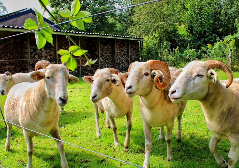 B&B Lyts Paradys schapen ras Wiltshire horn