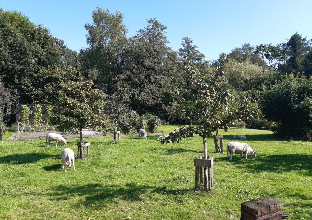 B&amp;B Lyts Paradys orchard with sheep