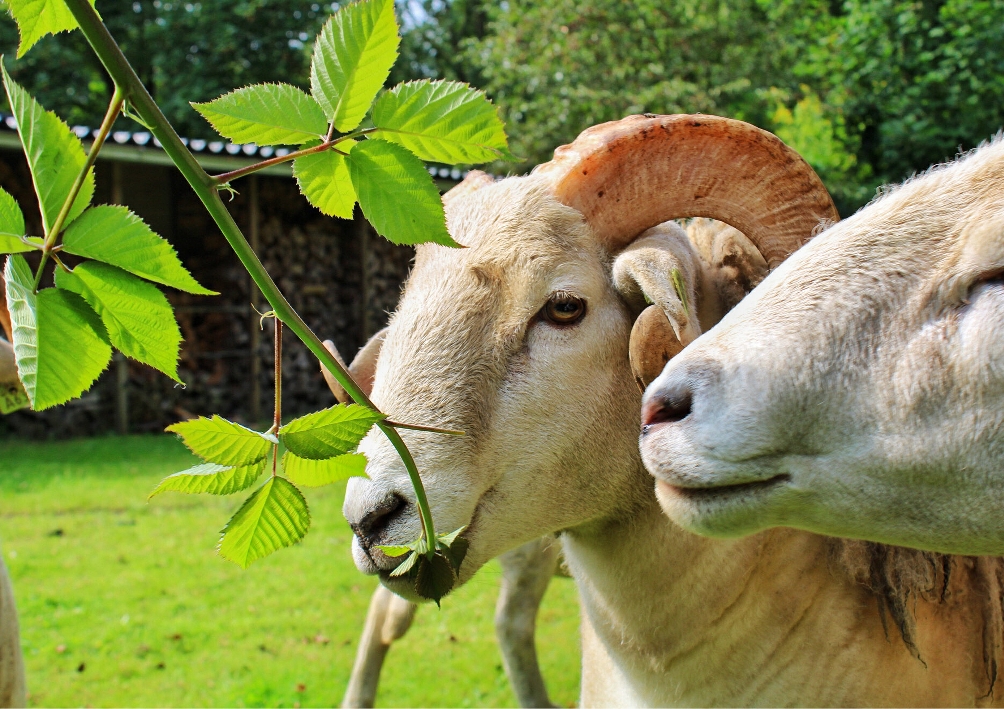 schapen Wiltshire horn