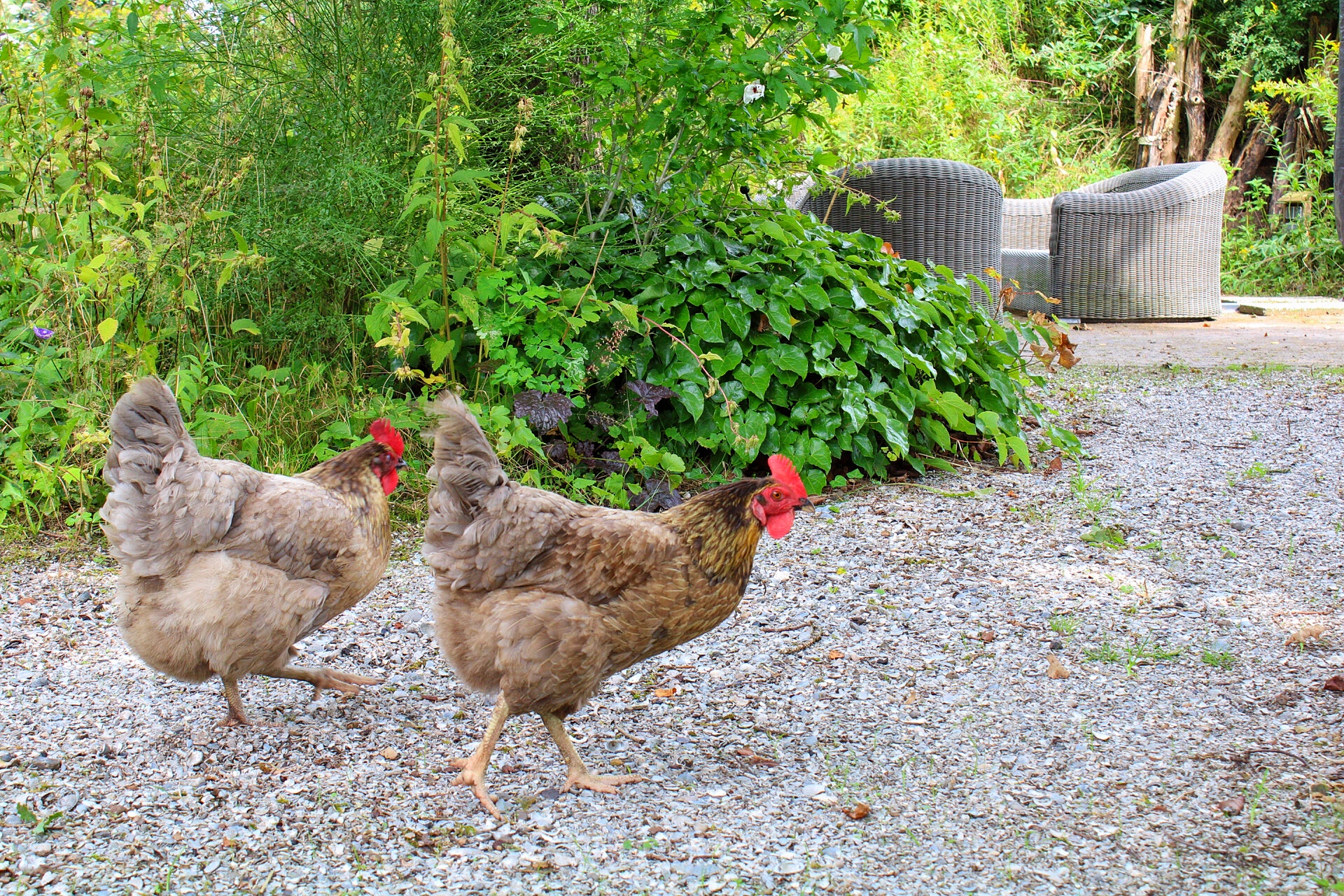 two chickens, breed Koningsberger