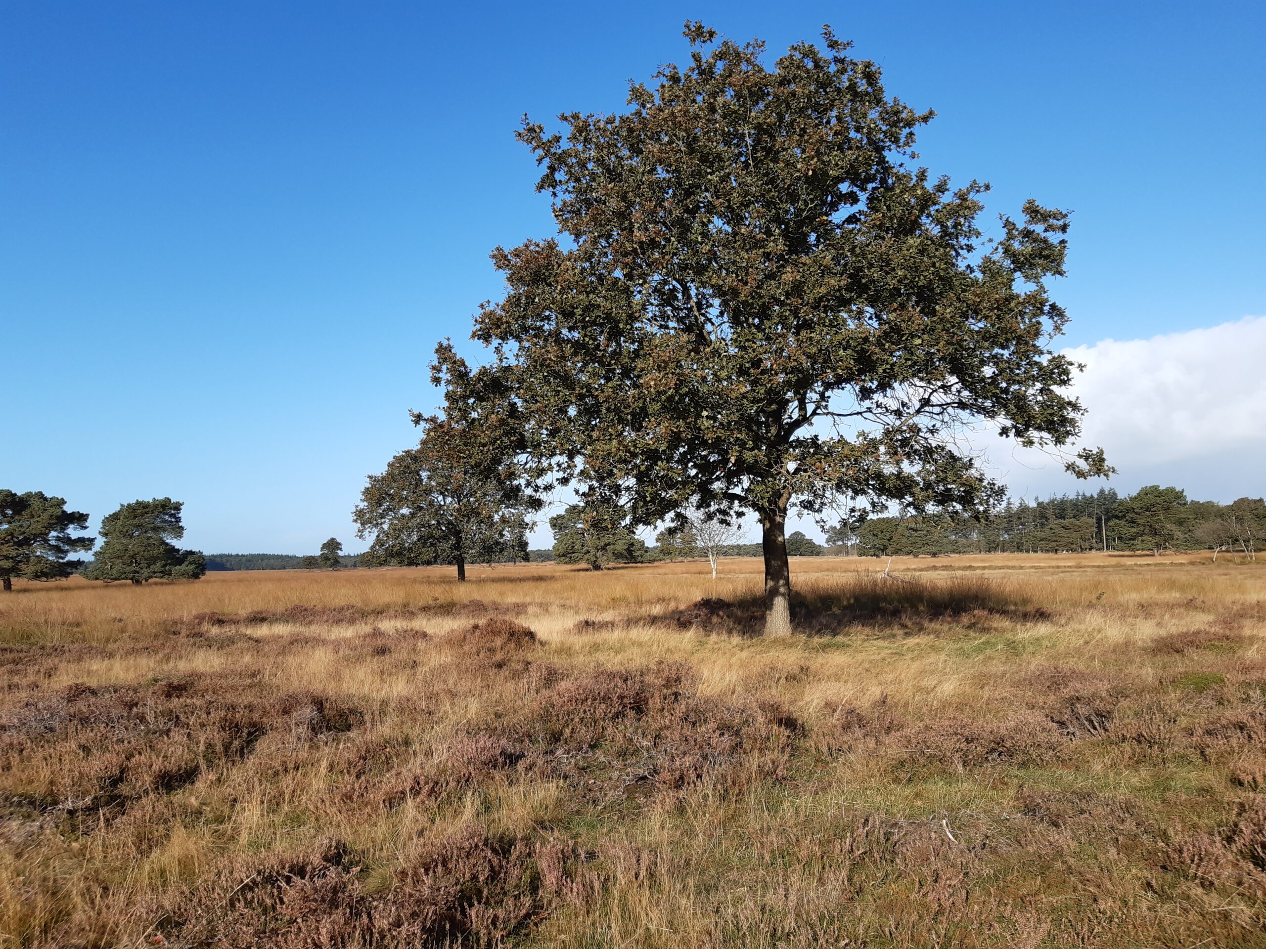 Photo in Drent Friese Wold