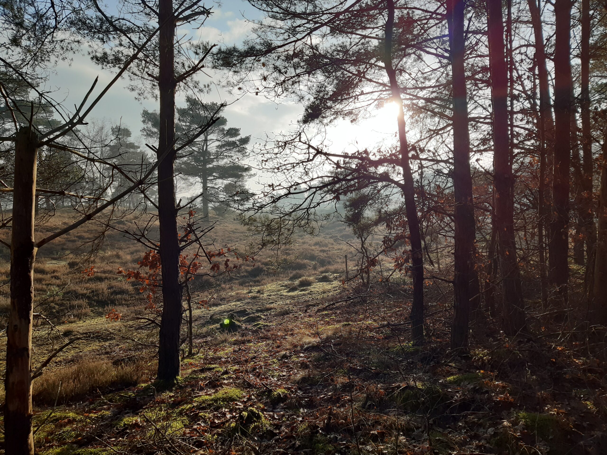 Bos Nationaal park Drents Friese Wold