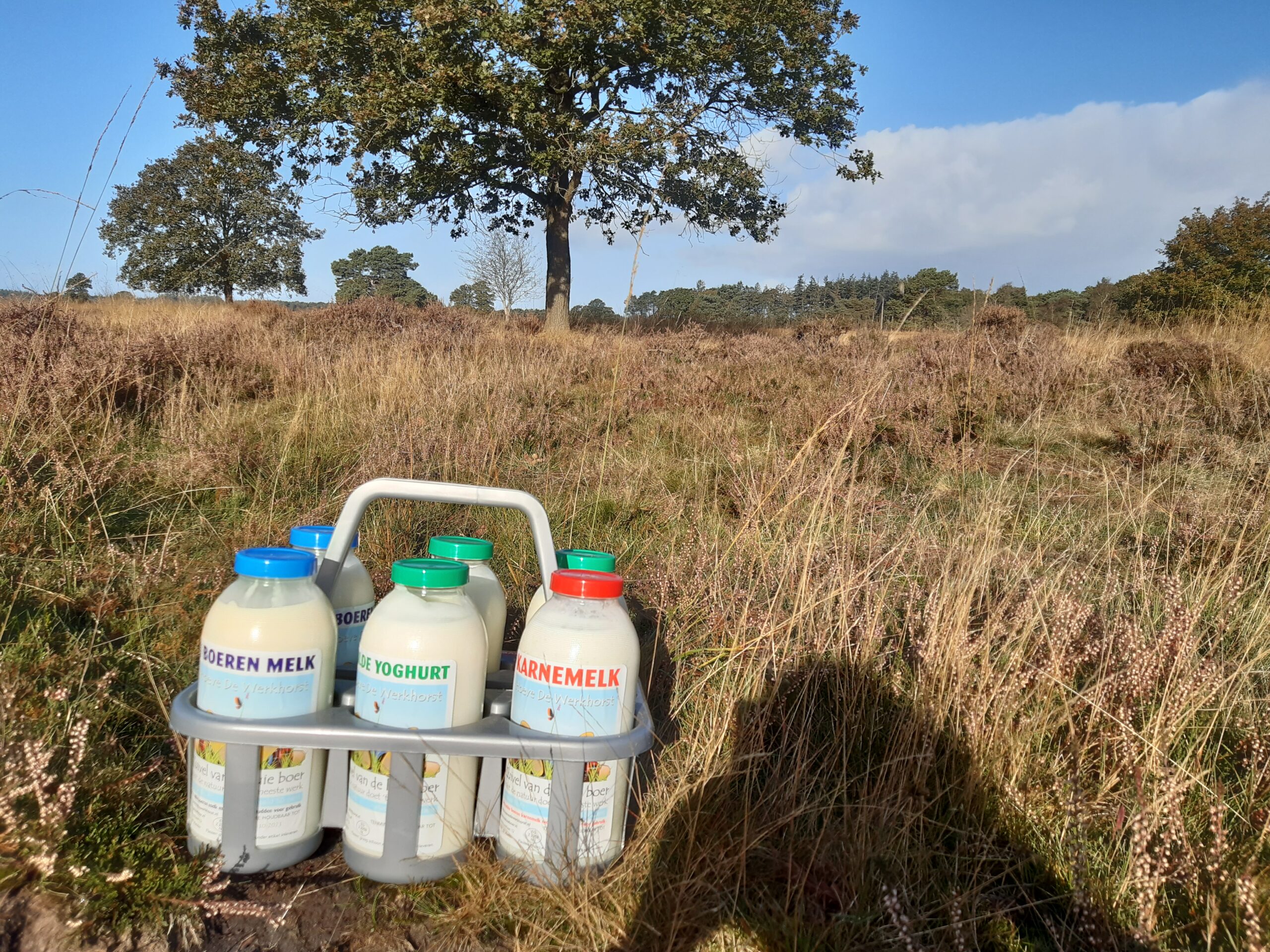 B&amp;B Lyts Paradys breakfast dairy from the farmer