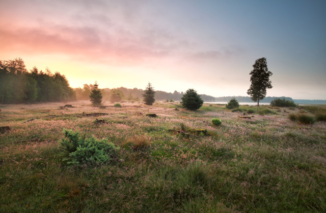 dwingelderveld-np