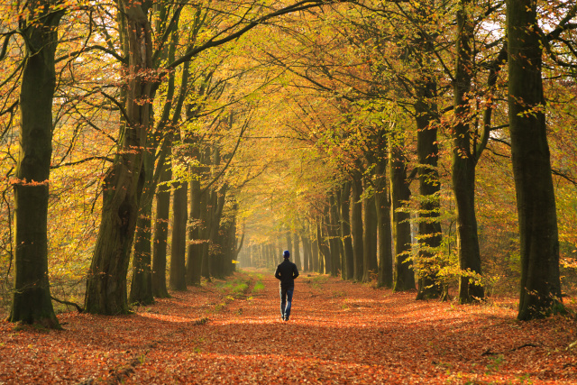 wandelen---herfst--sander-van-der-werf